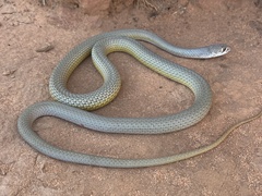 Demansia angusticeps