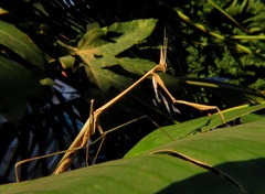 Idolomorpha madagascariensis