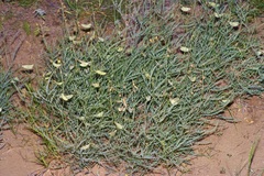 Erythrostemon caudatus