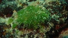 Cladophora herpestica