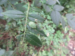 Palomena prasina