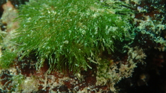 Cladophora herpestica
