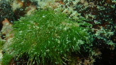 Cladophora herpestica