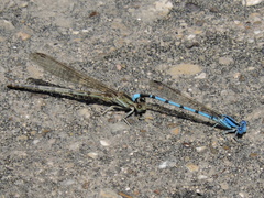 Argia nahuana
