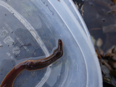 Cerebratulus marginatus