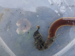 Cerebratulus marginatus