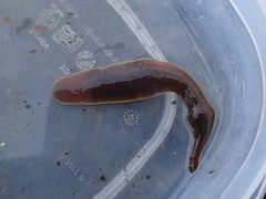 Cerebratulus marginatus