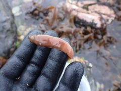 Cerebratulus marginatus