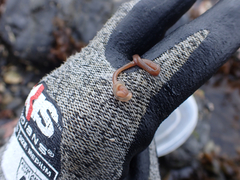 Cerebratulus marginatus