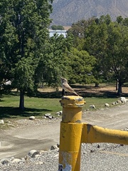 Salpinctes obsoletus obsoletus