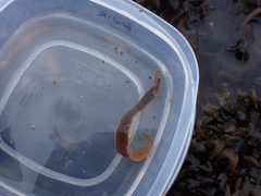 Cerebratulus marginatus