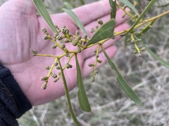 Acacia hakeoides