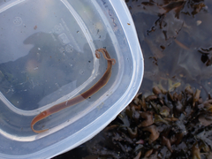 Cerebratulus marginatus