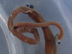 Cerebratulus marginatus