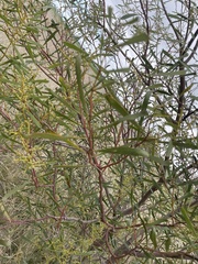Acacia hakeoides