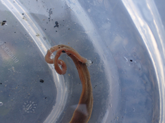 Cerebratulus marginatus