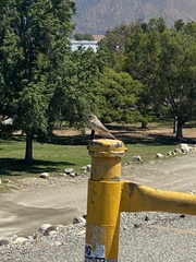 Salpinctes obsoletus obsoletus