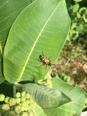Typocerus