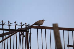 Streptopelia decaocto