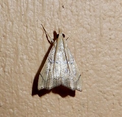 Diplopseustis