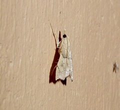 Diplopseustis