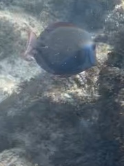 Acanthurus nigrofuscus