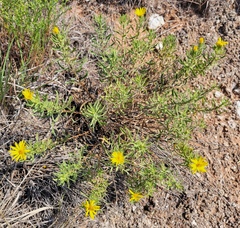 Heterotheca stenophylla