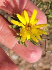 Heterotheca stenophylla