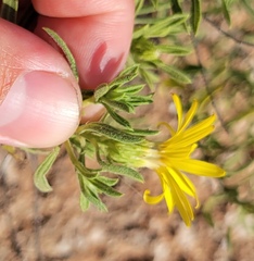 Heterotheca stenophylla
