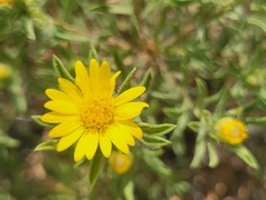 Heterotheca stenophylla