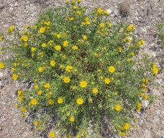 Heterotheca stenophylla