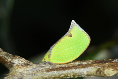 Salurnis marginella