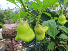 Capsicum baccatum