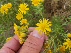 Heterotheca stenophylla