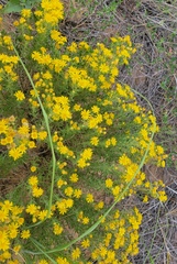 Heterotheca stenophylla