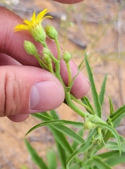 Croptilon hookerianum