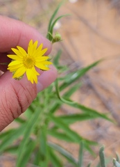 Croptilon hookerianum