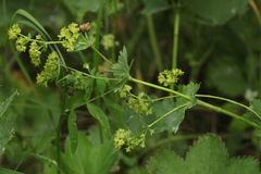 Alchemilla leiophylla