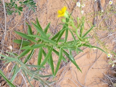 Croptilon hookerianum