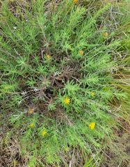 Heterotheca stenophylla