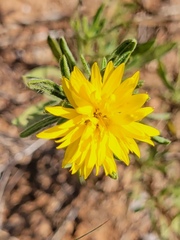 Heterotheca stenophylla