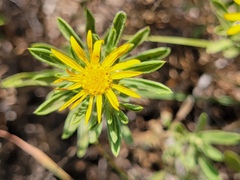Heterotheca stenophylla