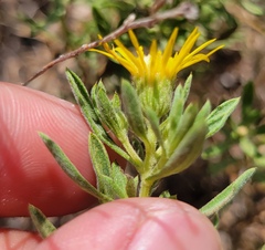 Heterotheca stenophylla