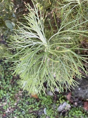 Athanasiinae