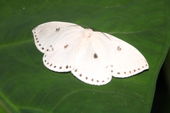 Cyclidia dictyaria