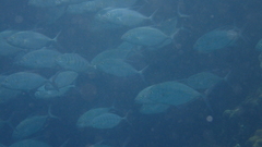Ferdauia ferdau