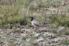 Eremophila alpestris albigula