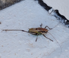 Eupholidoptera smyrnensis