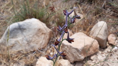 Delphinium peregrinum