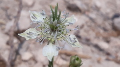 Nigella arvensis